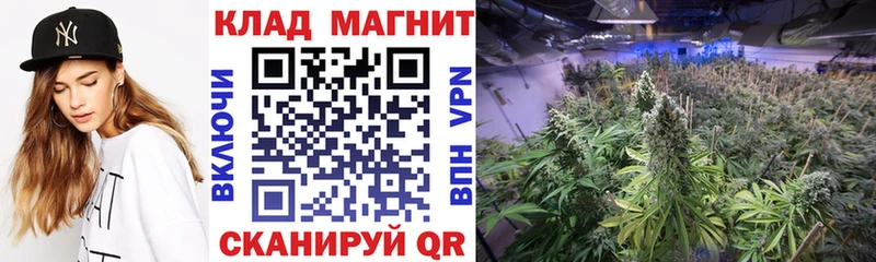 Купить наркоту Кондопога Псилоцибиновые грибы COCAIN